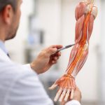 medecin-modele-anatomique-nerf-cubital