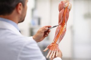 medecin-modele-anatomique-nerf-cubital